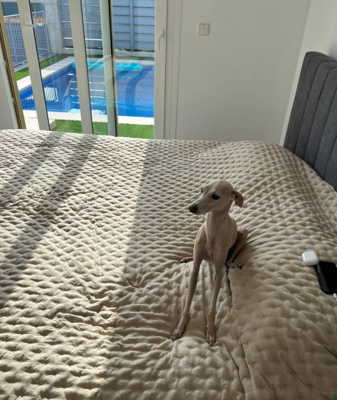 Jeremy & Jupiter. Профессиональный питомник левреток РКФ/FCI ASTI SAPPHIRE 💎 Сочи|Санкт-Петербург