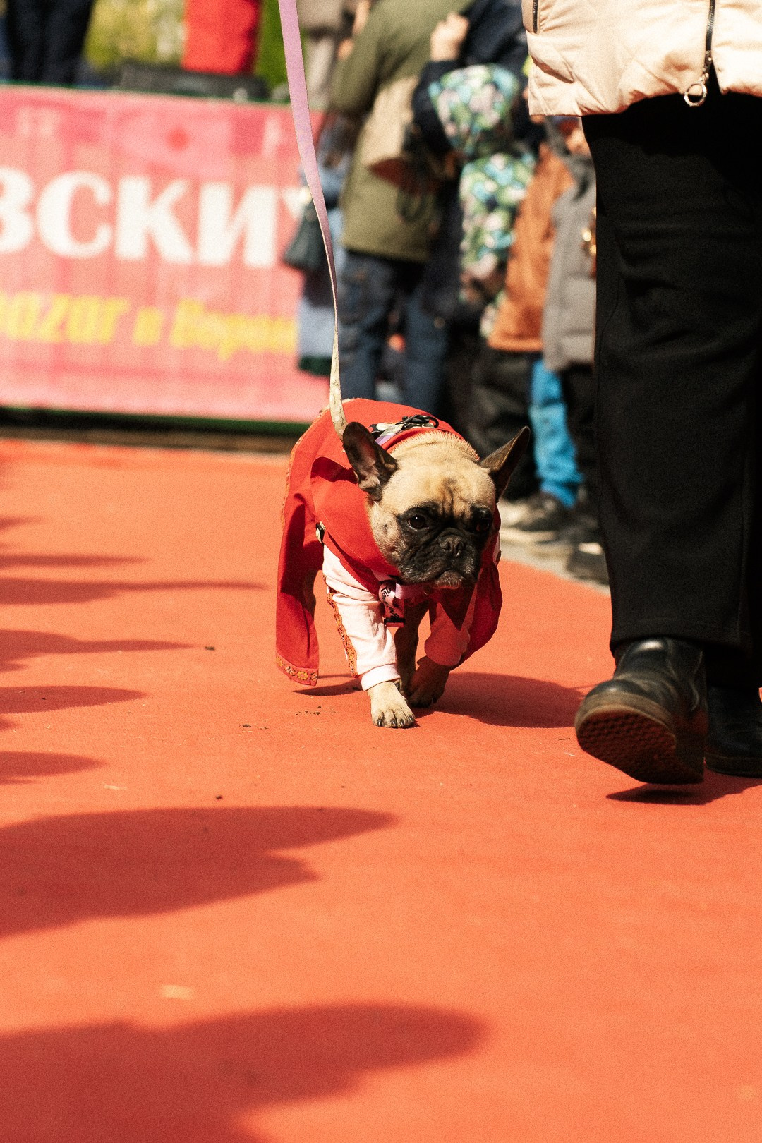 Парад Бульдогов. Axenov_eugene
