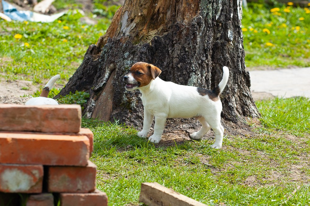 Мальчик 1 галерея. CANE MAESTRO — kennel Jack Russell Terrier
