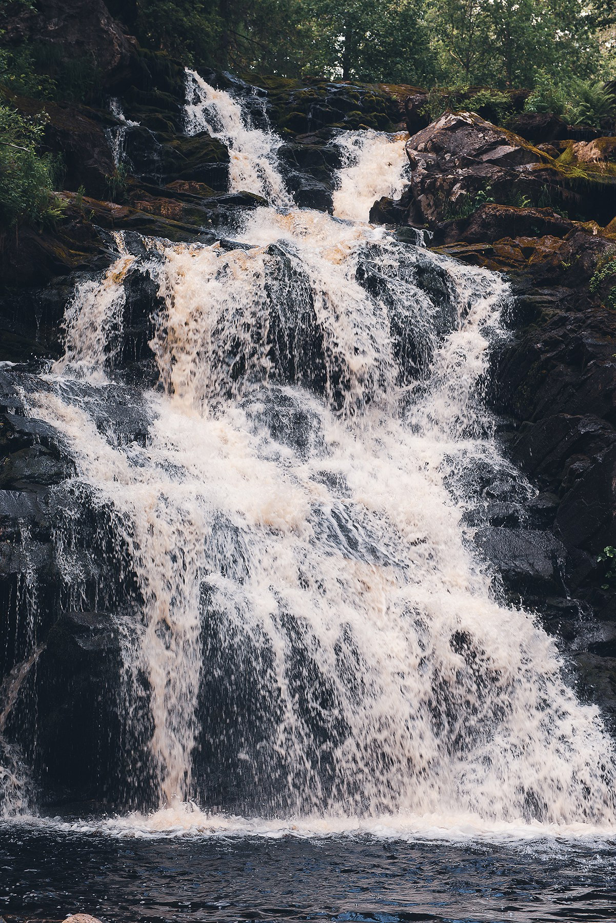 Карелия. Фотограф-анималист Наталья Светличная