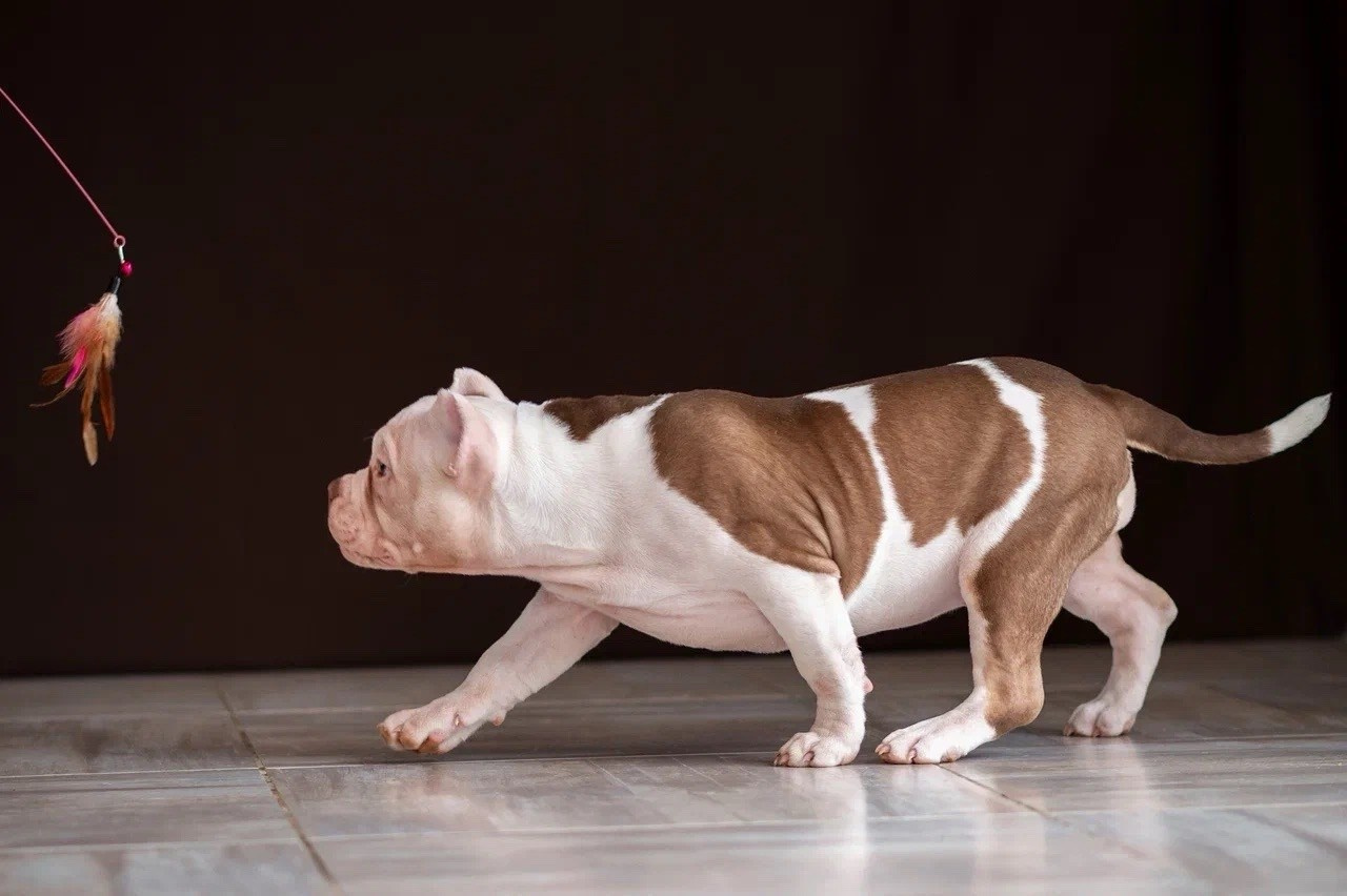 Свободные щенки Американский Булли в Иркутске. Питомник собак Иркутск