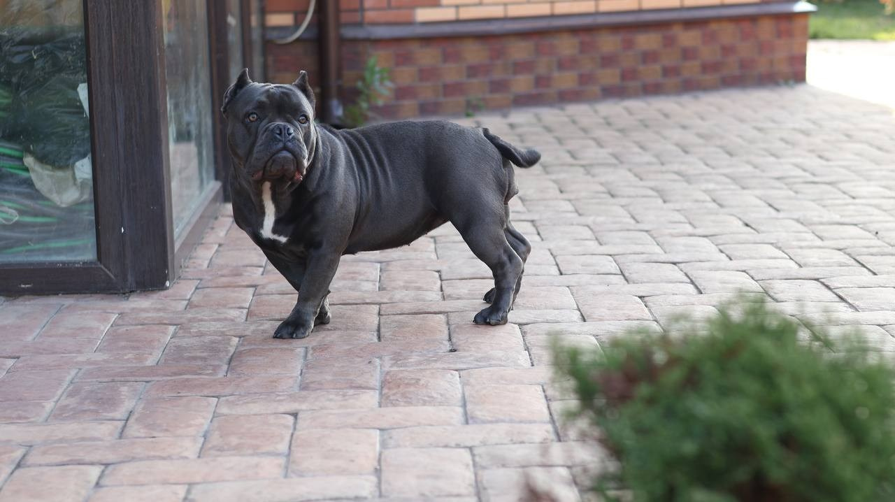 Купить Булли Москва, Купить Американского Булли Москва, Американский Булли Москва, Купить щенка Булли Москва,  Питомник Американских булли Москва, 