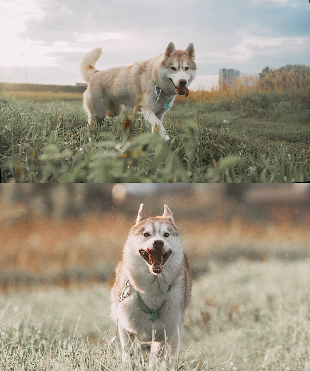Мария и Джесси. Фотограф анималист в Москве и Санкт-Петербурге Свиридова Анна