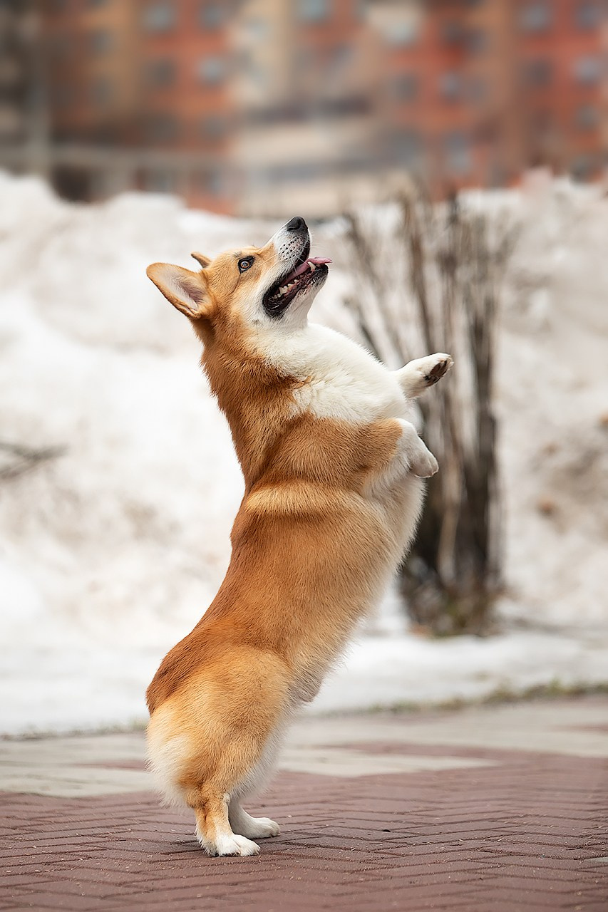 ПРОГУЛОЧНАЯ ИСТОРИЯ. Фотограф — анималист в Туле Юлия Лето