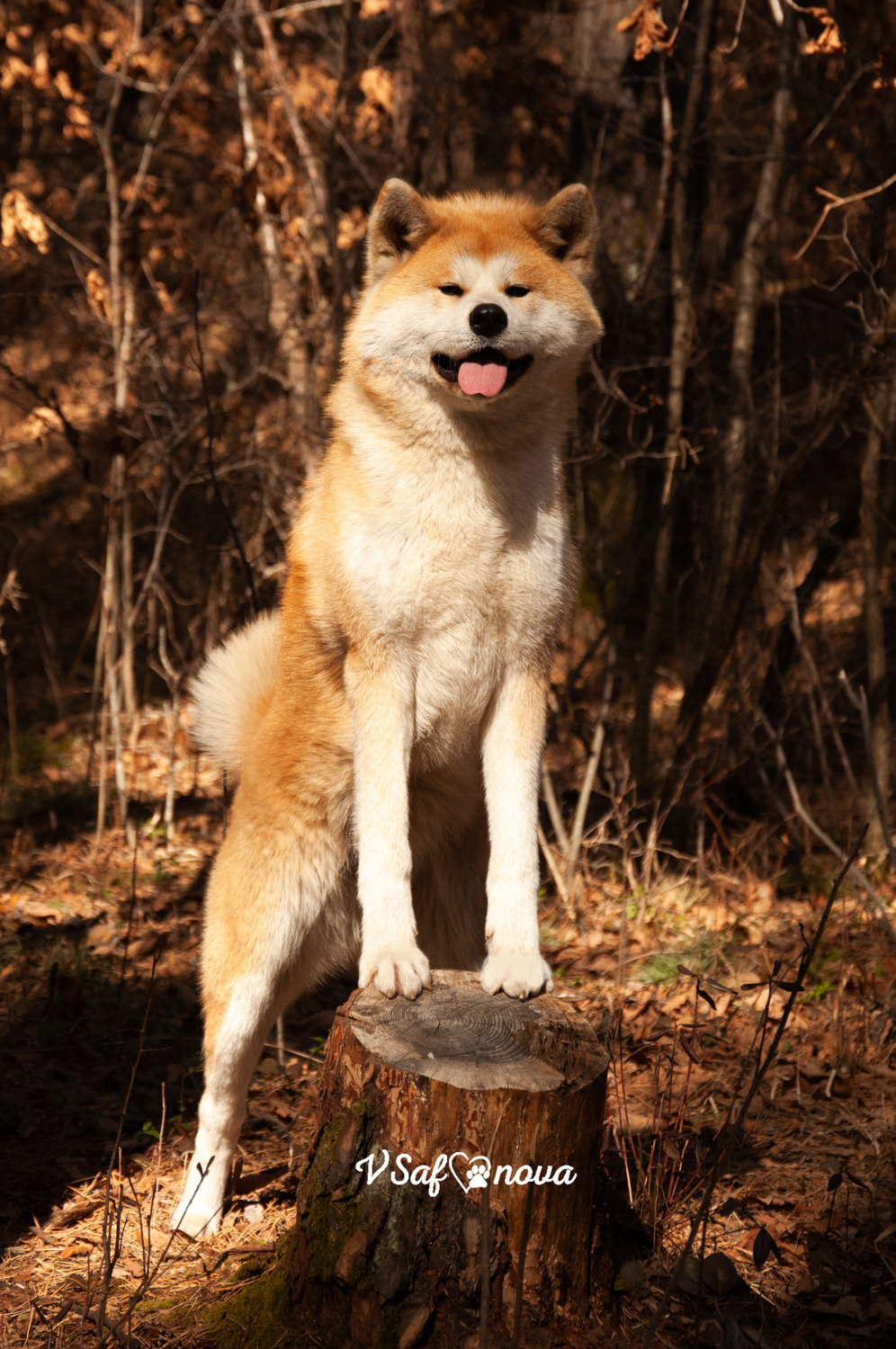 Алена, Кирилл и Фуми 09.04.2021. Фотограф анималист Благовещенск. Сафонова Виктория
