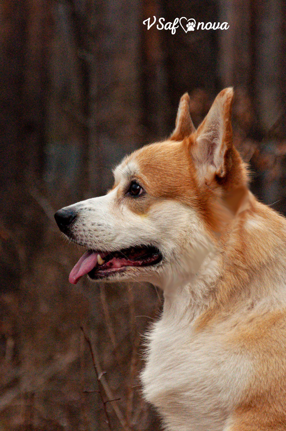 Локки и его команда 04.04.2021. Фотограф анималист Благовещенск. Сафонова Виктория