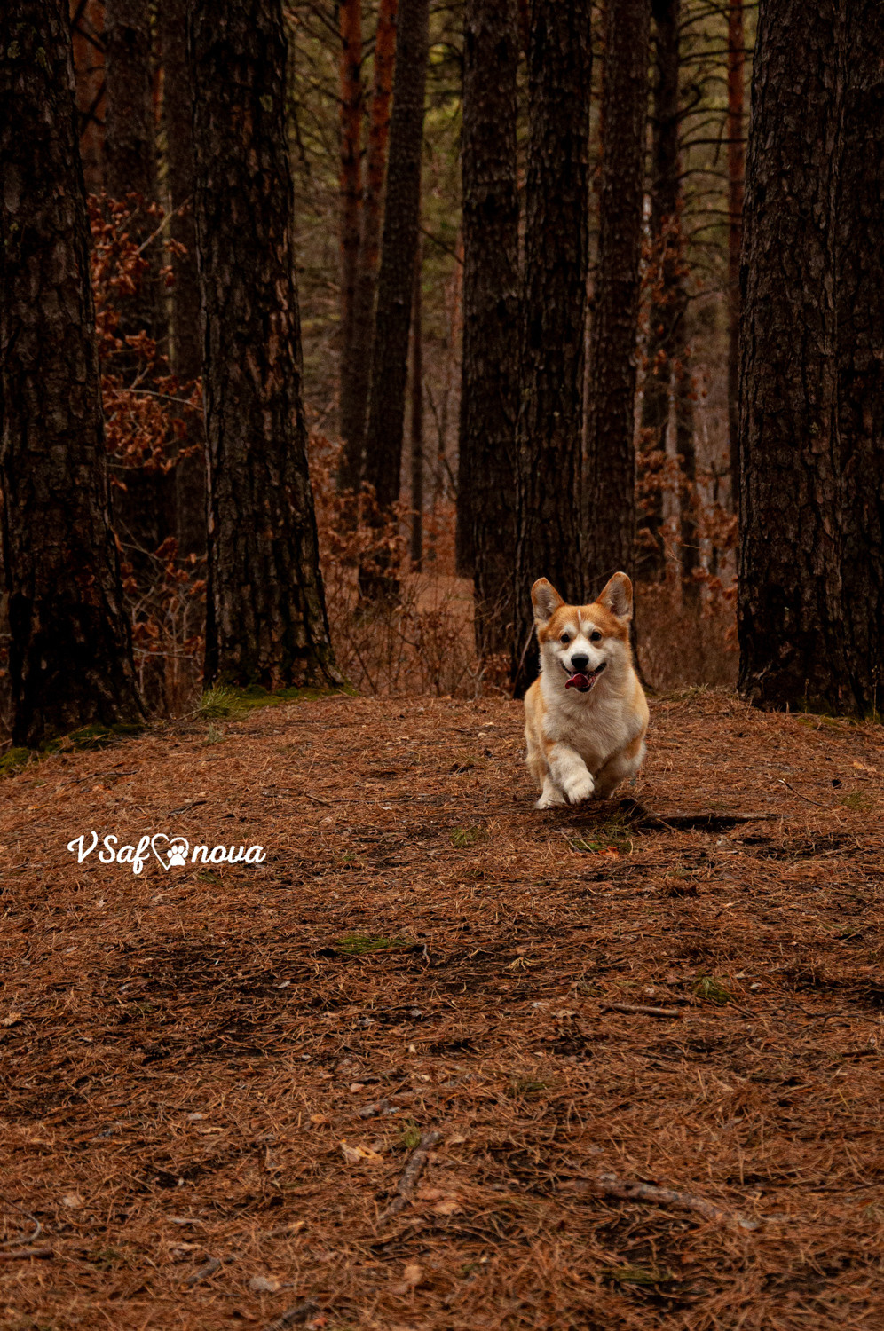 Локки и его команда 04.04.2021. Фотограф анималист Благовещенск. Сафонова Виктория