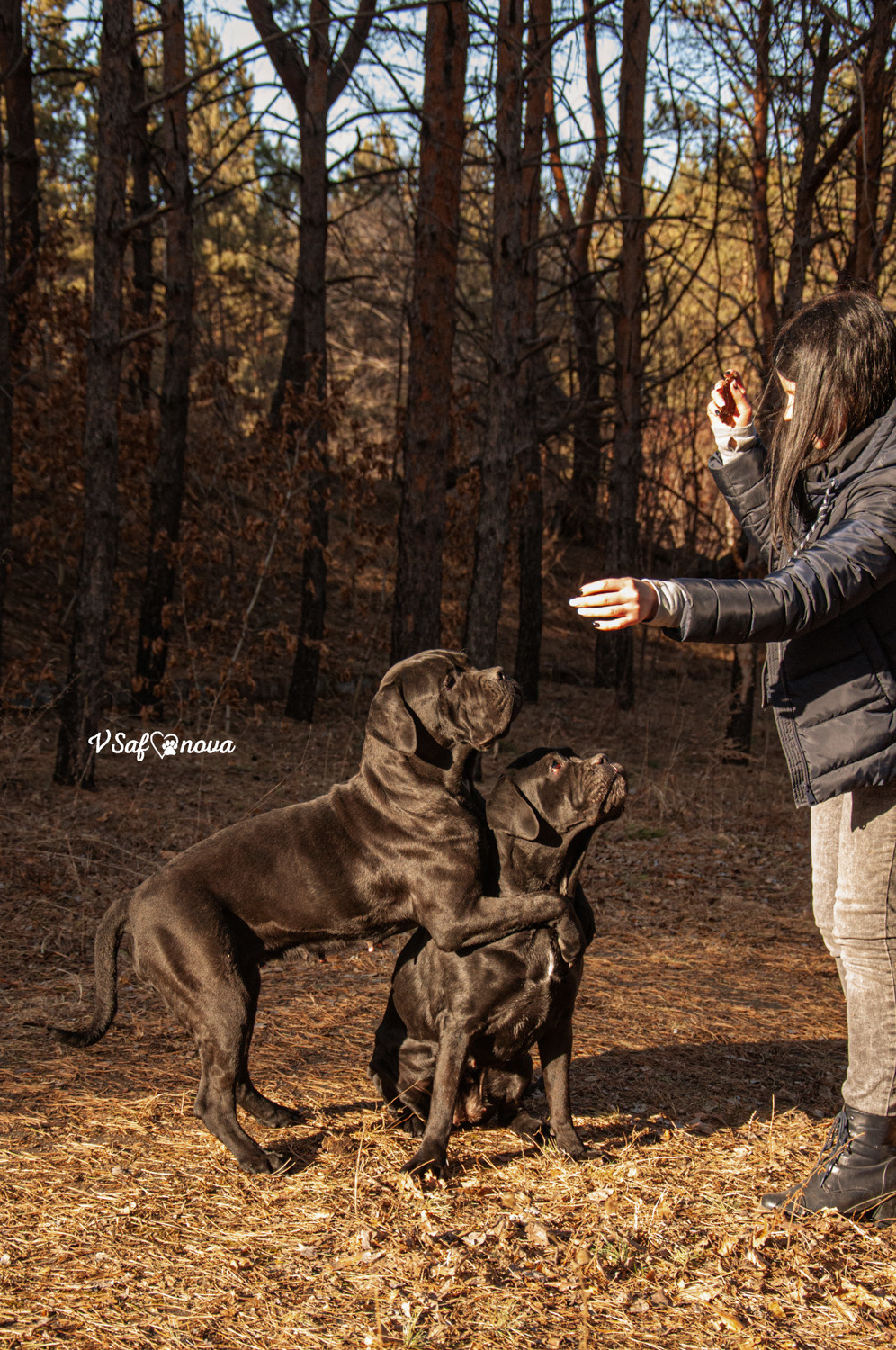 Таня, Прада и Тори 09.04.2021. Фотограф анималист Благовещенск. Сафонова Виктория