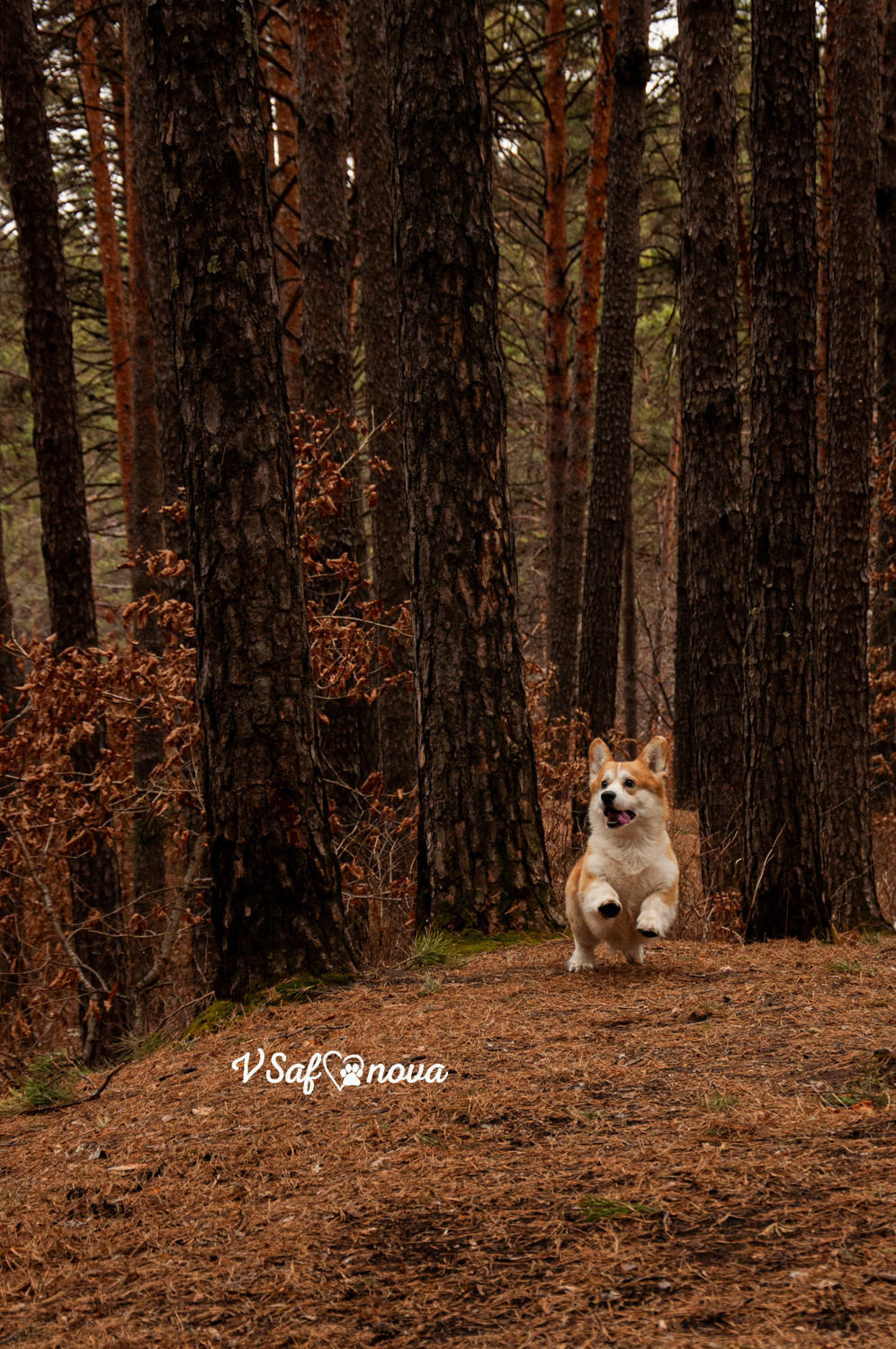 Локки и его команда 04.04.2021. Фотограф анималист Благовещенск. Сафонова Виктория