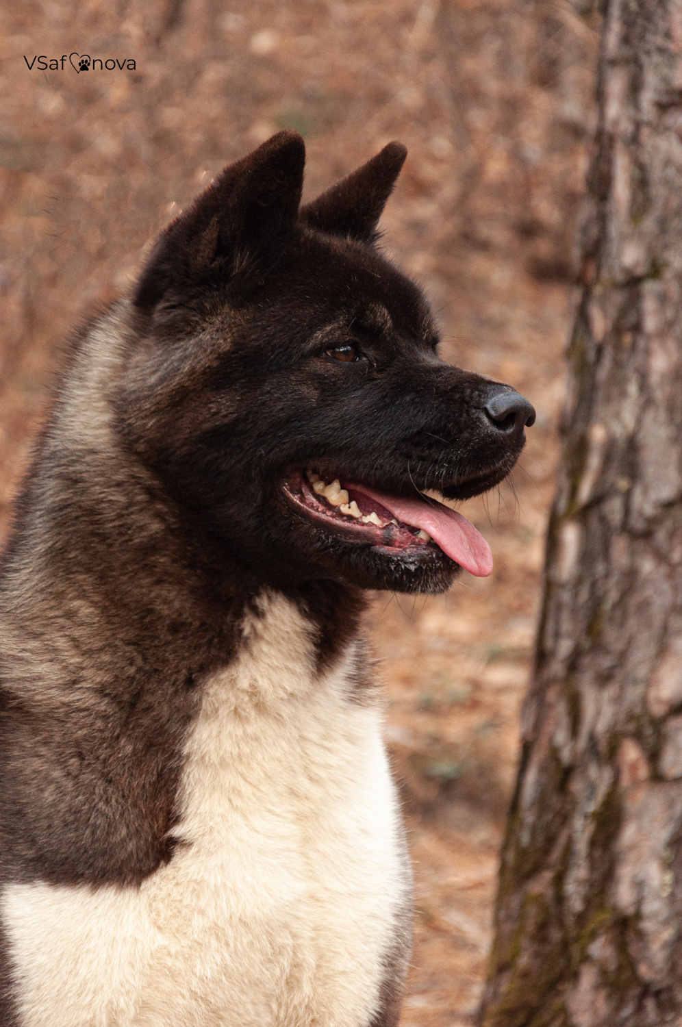 Аня и Дора 20.03.2021. Фотограф анималист Благовещенск. Сафонова Виктория
