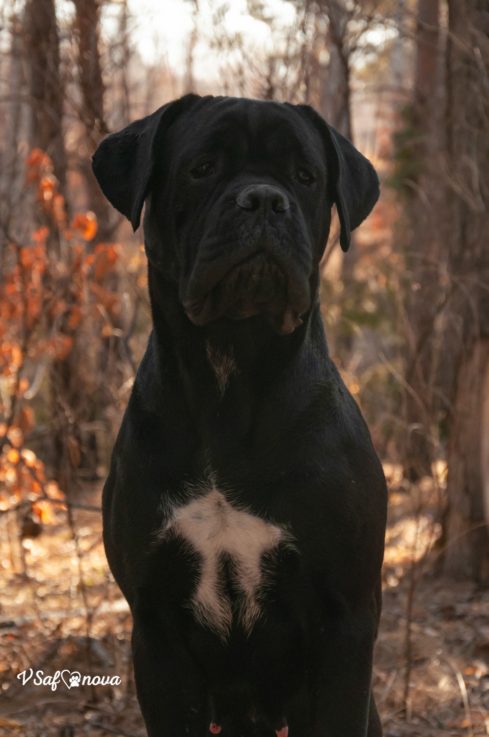 Таня, Прада и Тори 09.04.2021. Фотограф анималист Благовещенск. Сафонова Виктория