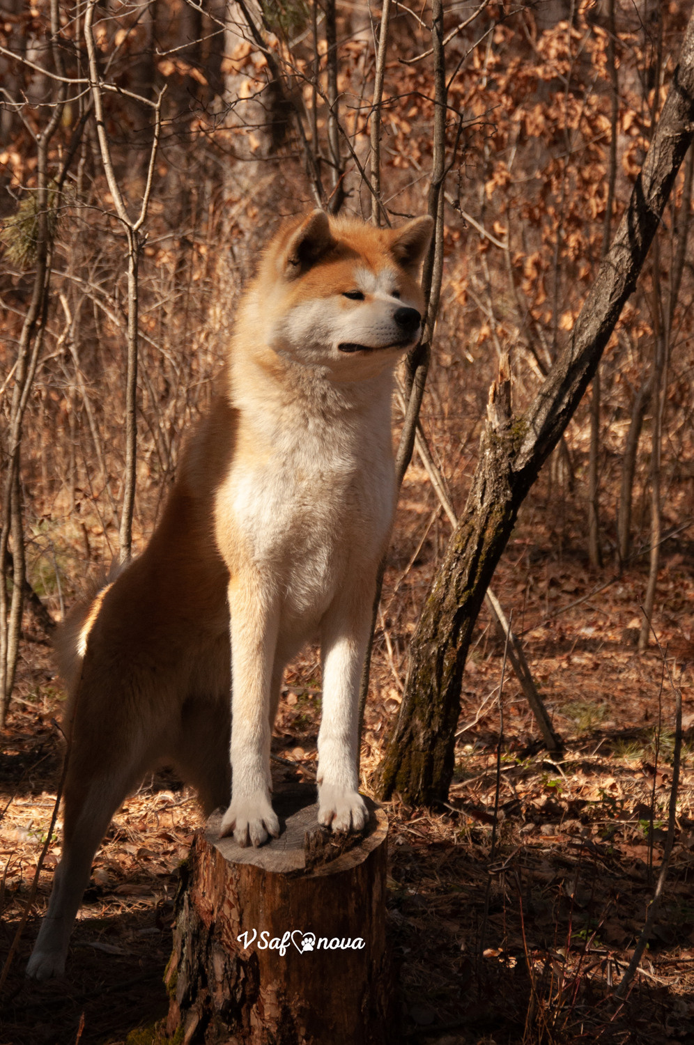 Алена, Кирилл и Фуми 09.04.2021. Фотограф анималист Благовещенск. Сафонова Виктория