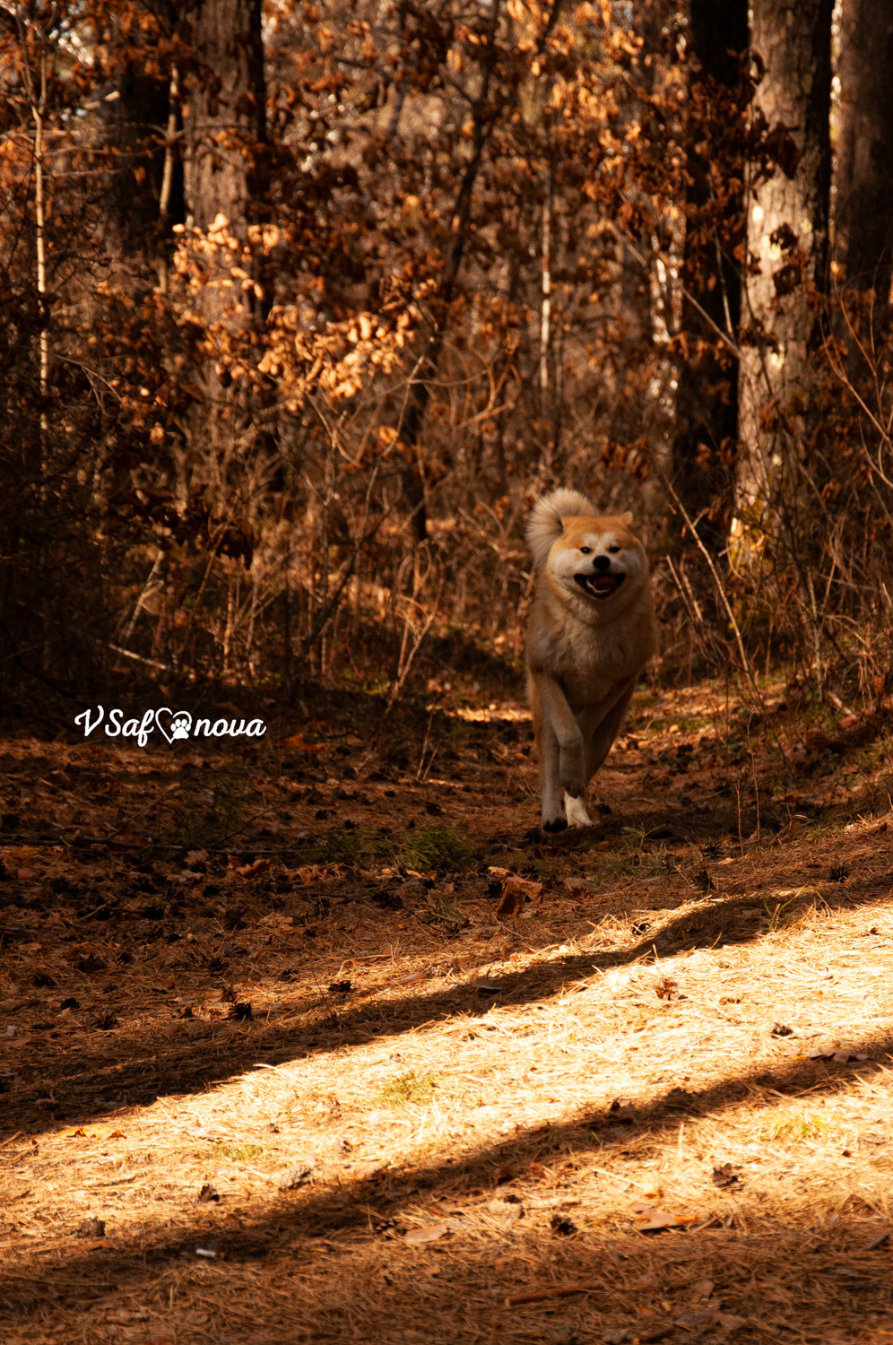 Алена, Кирилл и Фуми 09.04.2021. Фотограф анималист Благовещенск. Сафонова Виктория