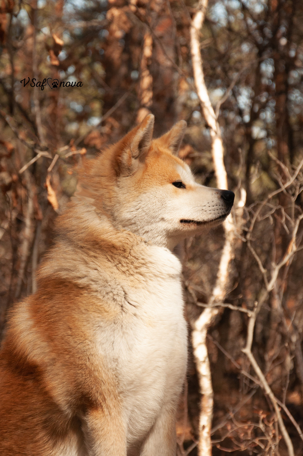 Алена, Кирилл и Фуми 09.04.2021. Фотограф анималист Благовещенск. Сафонова Виктория