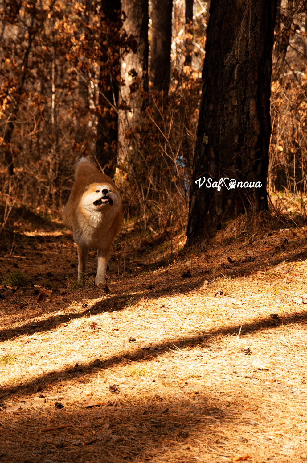 Алена, Кирилл и Фуми 09.04.2021. Фотограф анималист Благовещенск. Сафонова Виктория