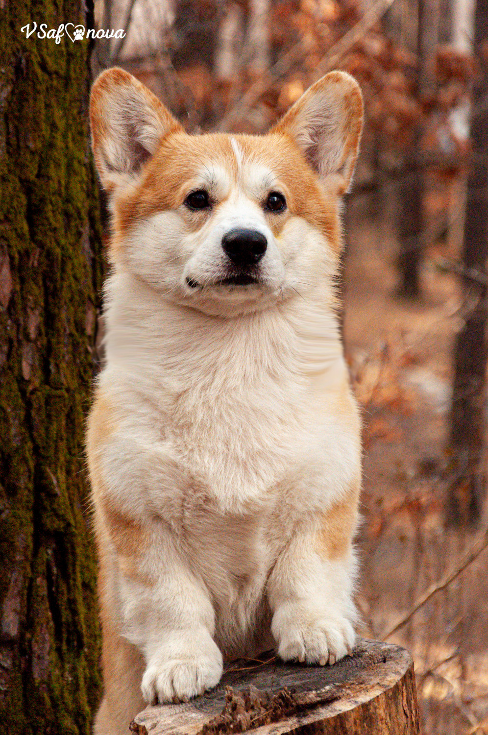 Локки и его команда 04.04.2021. Фотограф анималист Благовещенск. Сафонова Виктория