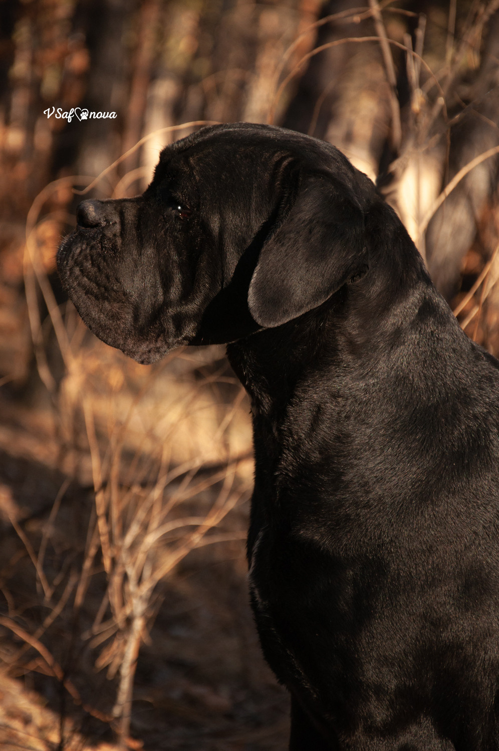 Таня, Прада и Тори 09.04.2021. Фотограф анималист Благовещенск. Сафонова Виктория