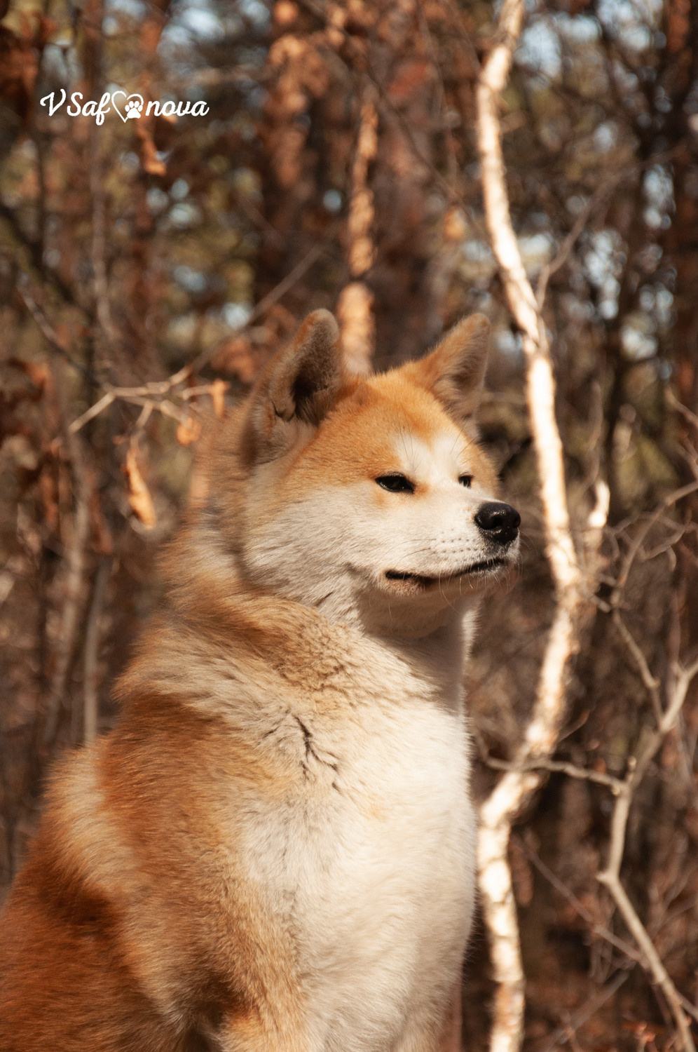 Алена, Кирилл и Фуми 09.04.2021. Фотограф анималист Благовещенск. Сафонова Виктория