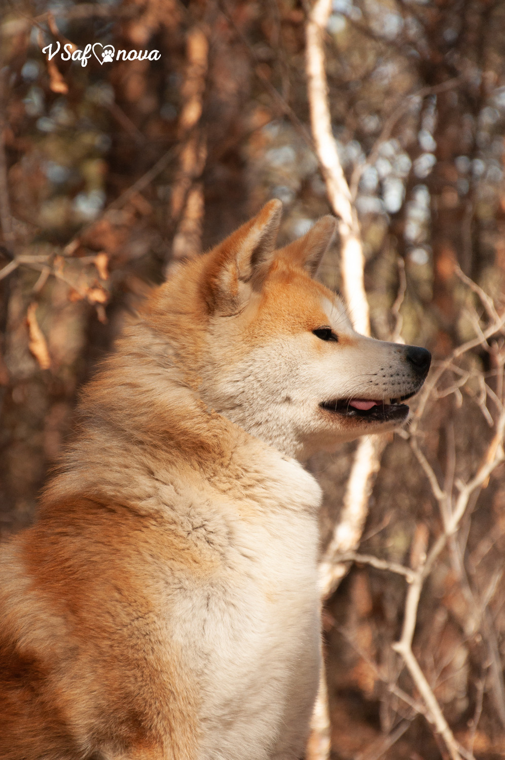 Алена, Кирилл и Фуми 09.04.2021. Фотограф анималист Благовещенск. Сафонова Виктория