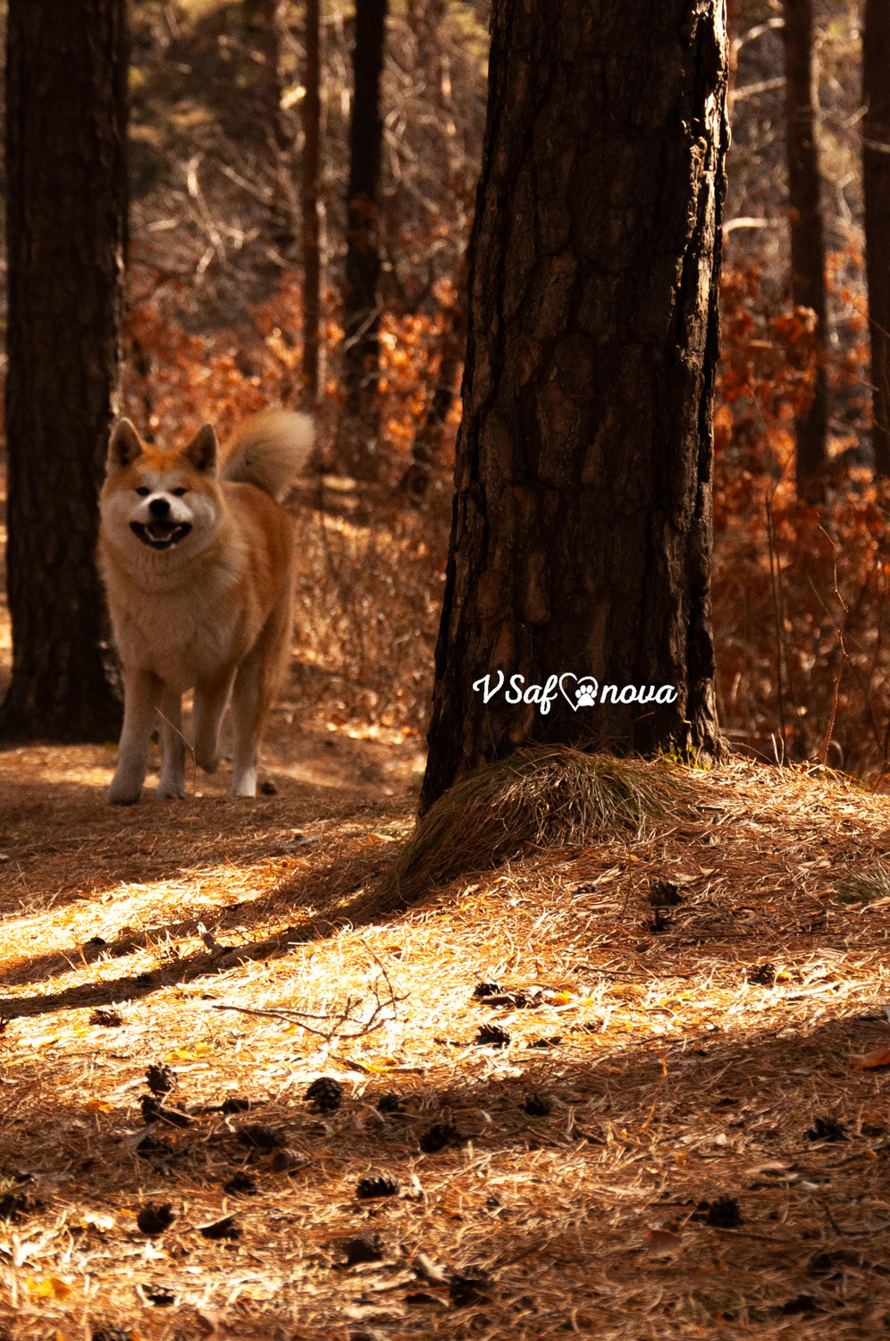 Алена, Кирилл и Фуми 09.04.2021. Фотограф анималист Благовещенск. Сафонова Виктория