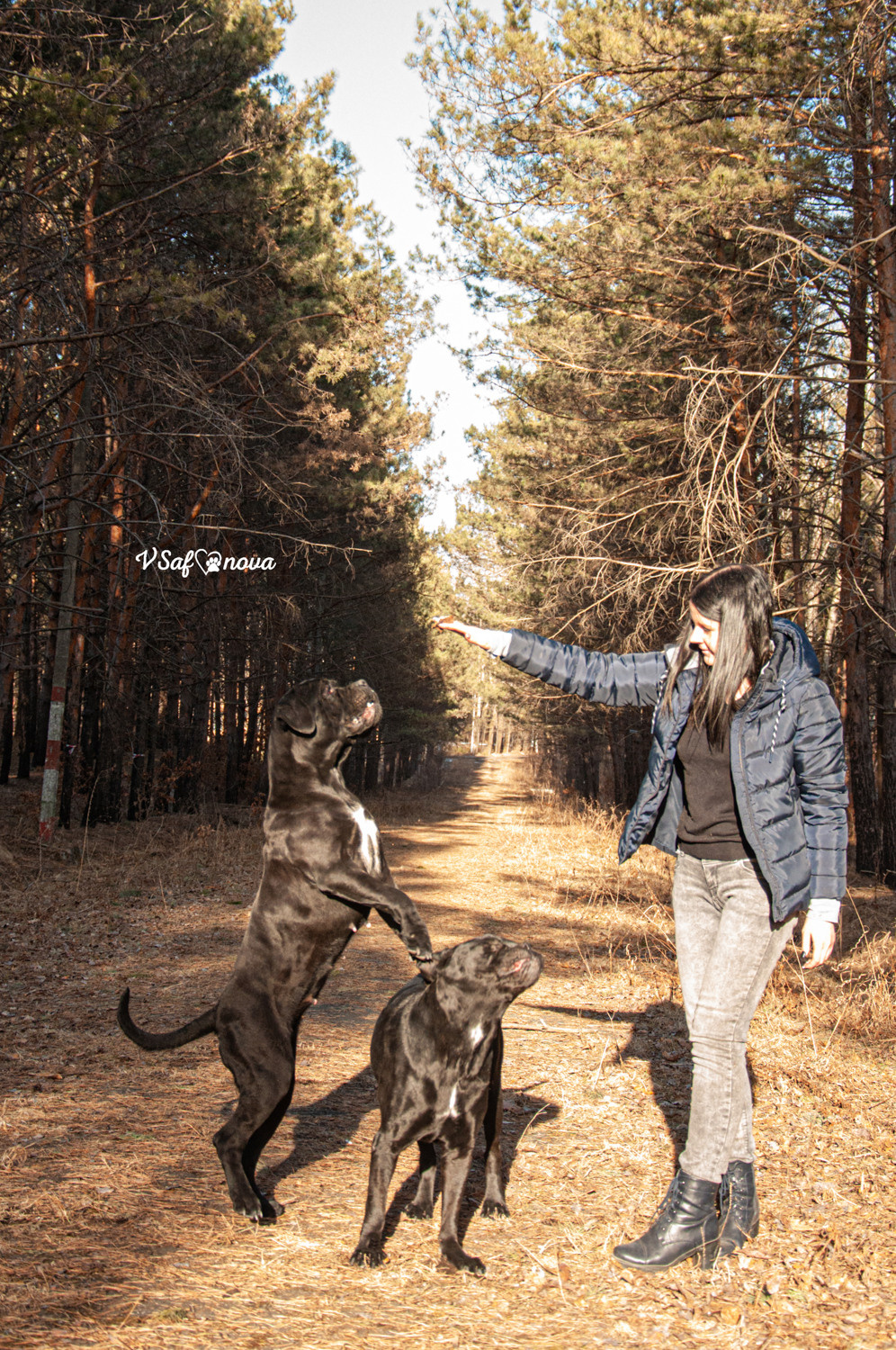 Таня, Прада и Тори 09.04.2021. Фотограф анималист Благовещенск. Сафонова Виктория