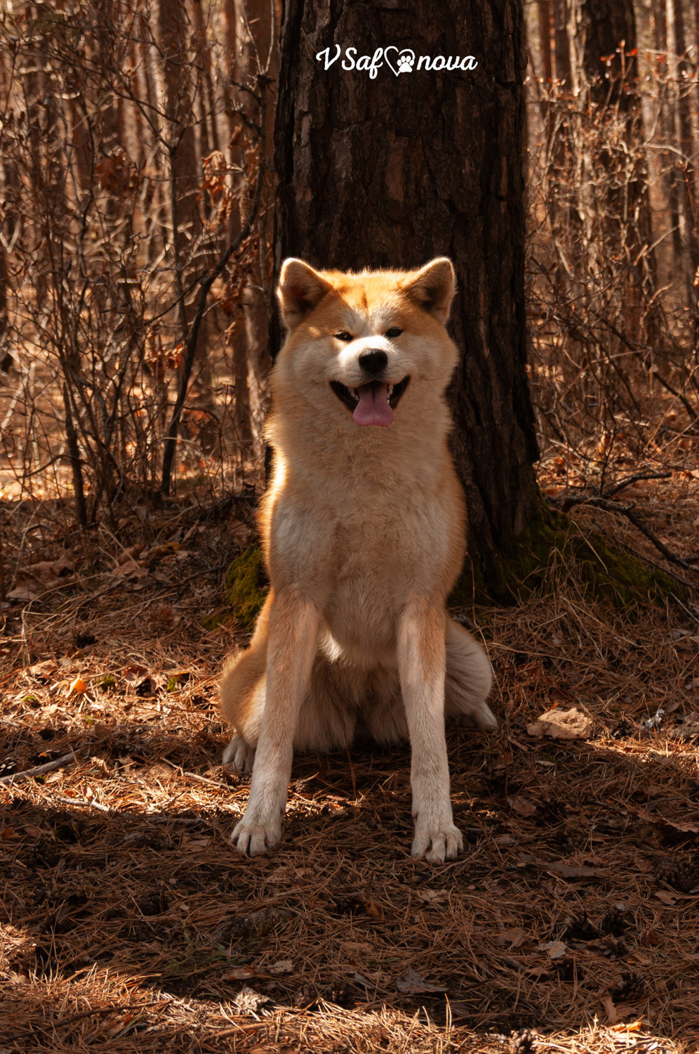 Алена, Кирилл и Фуми 09.04.2021. Фотограф анималист Благовещенск. Сафонова Виктория