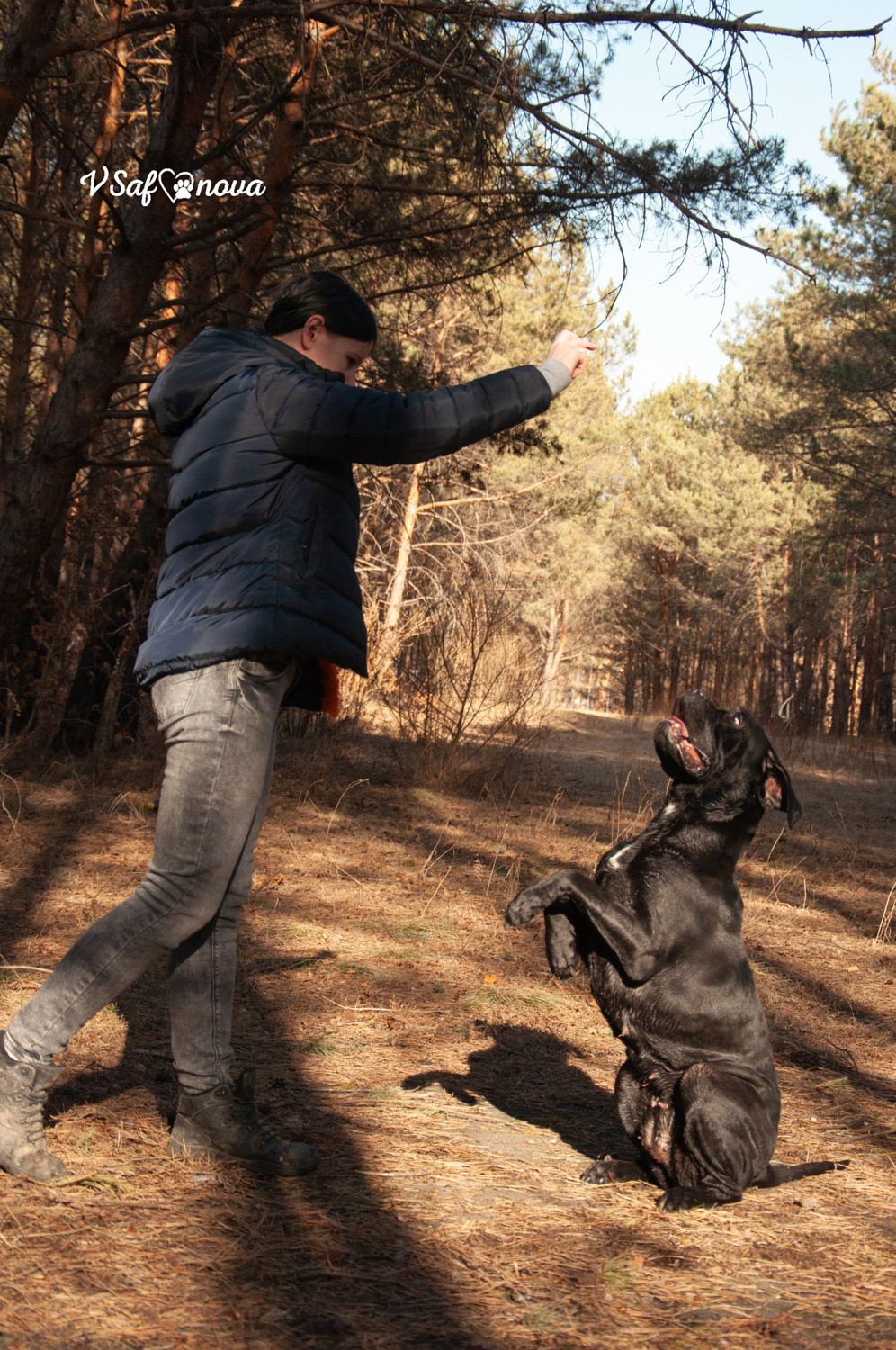 Таня, Прада и Тори 09.04.2021. Фотограф анималист Благовещенск. Сафонова Виктория
