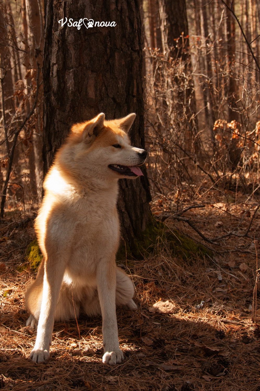 Алена, Кирилл и Фуми 09.04.2021. Фотограф анималист Благовещенск. Сафонова Виктория
