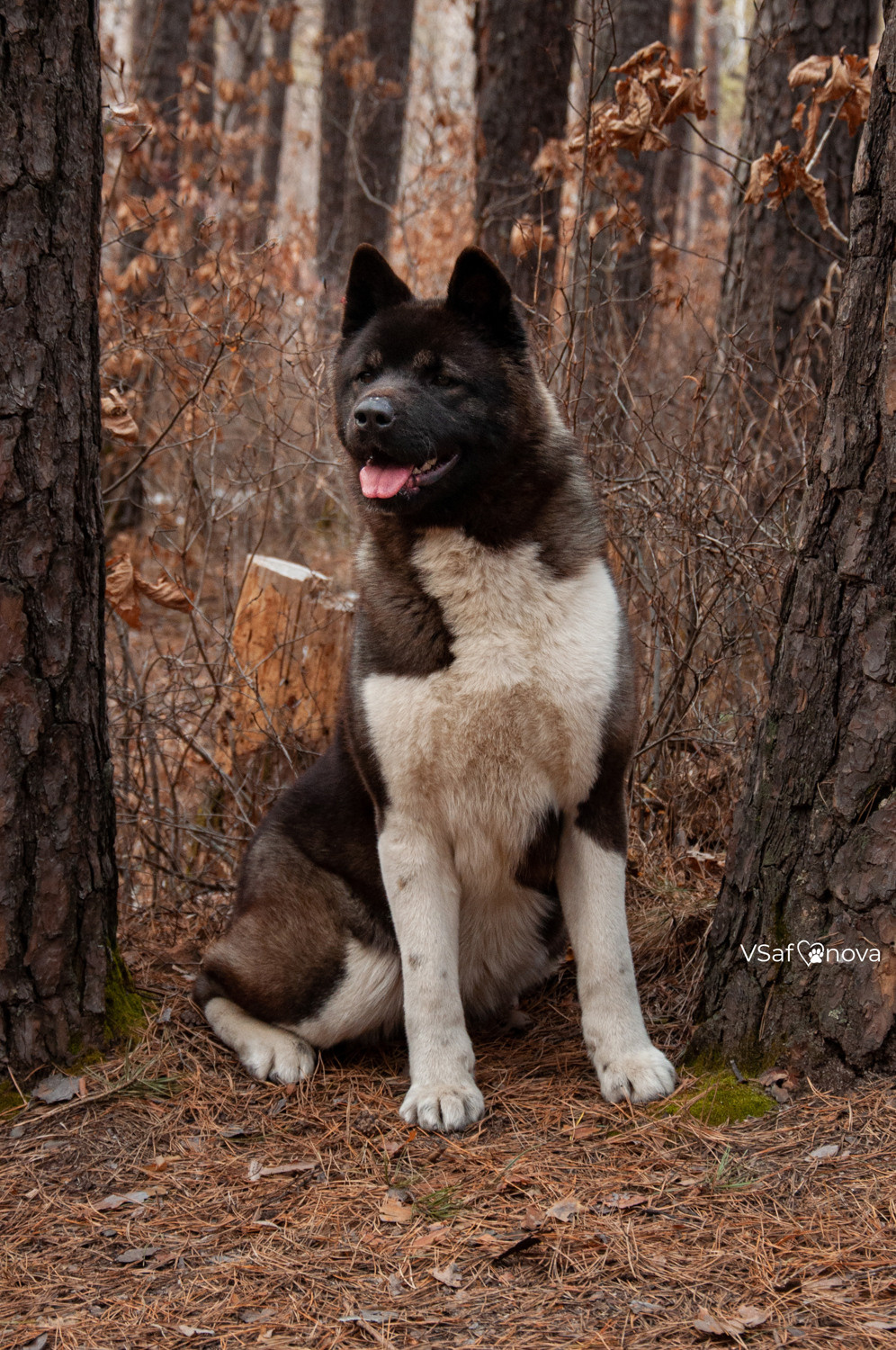 Аня и Дора 20.03.2021. Фотограф анималист Благовещенск. Сафонова Виктория