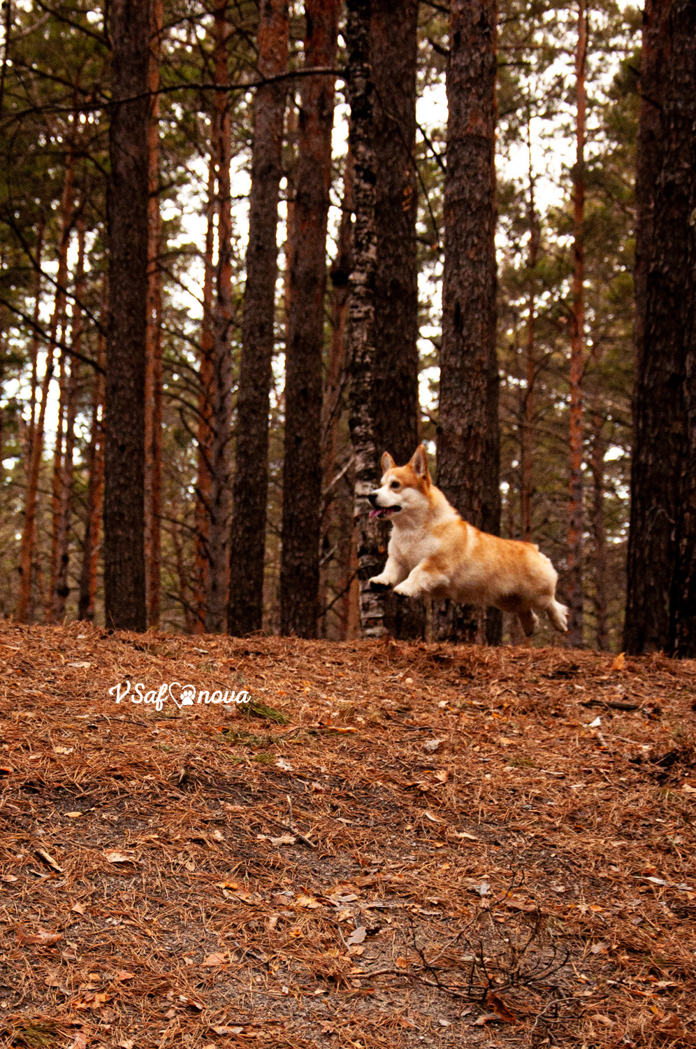 Локки и его команда 04.04.2021. Фотограф анималист Благовещенск. Сафонова Виктория