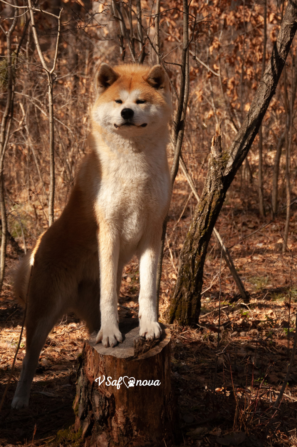Алена, Кирилл и Фуми 09.04.2021. Фотограф анималист Благовещенск. Сафонова Виктория