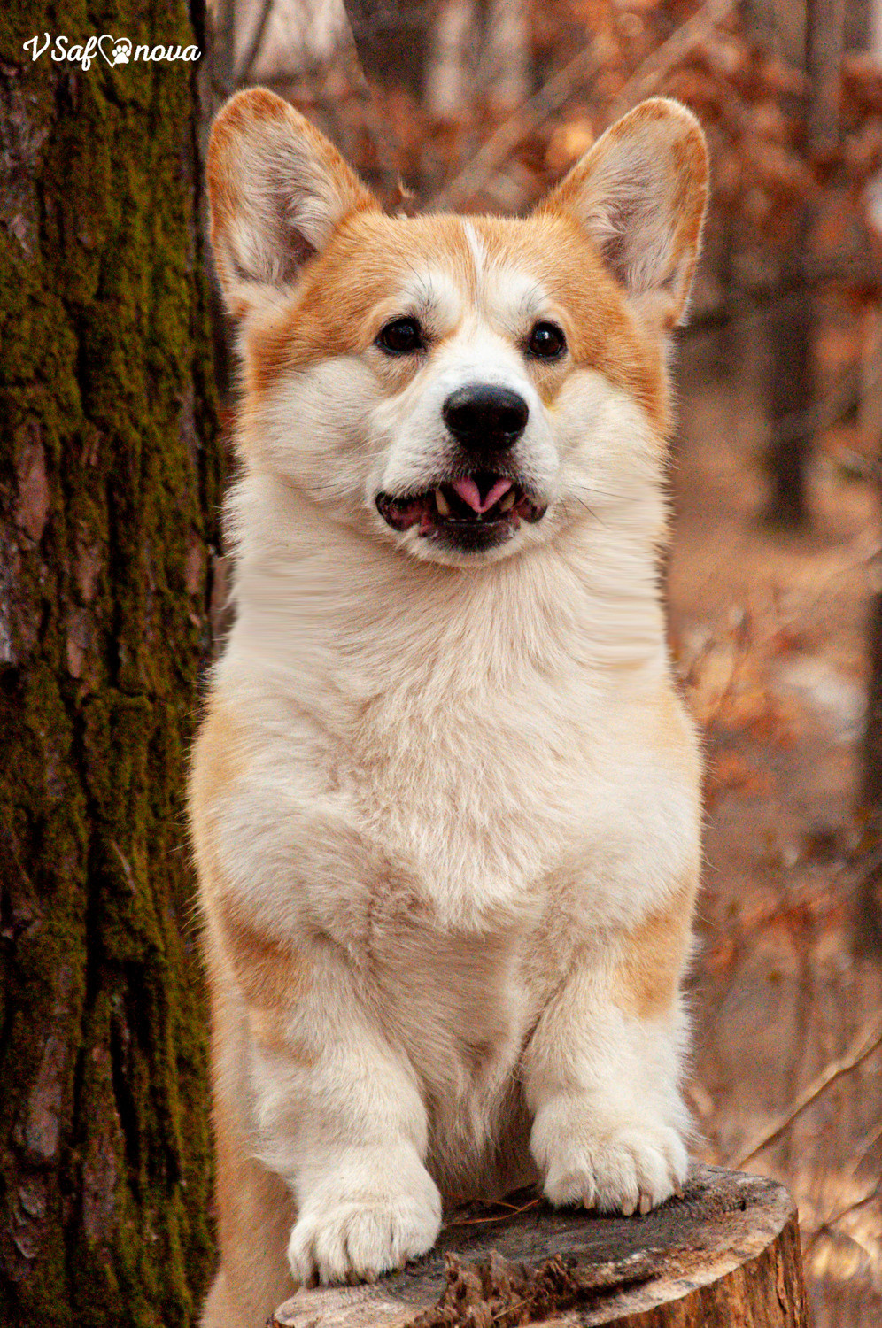 Локки и его команда 04.04.2021. Фотограф анималист Благовещенск. Сафонова Виктория