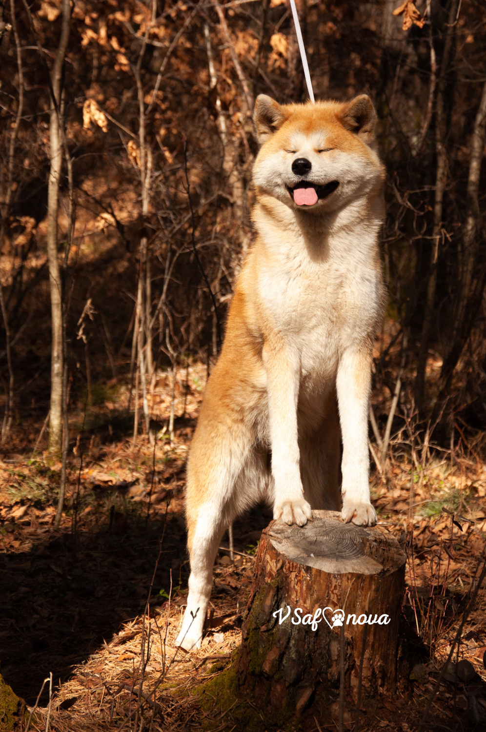 Алена, Кирилл и Фуми 09.04.2021. Фотограф анималист Благовещенск. Сафонова Виктория