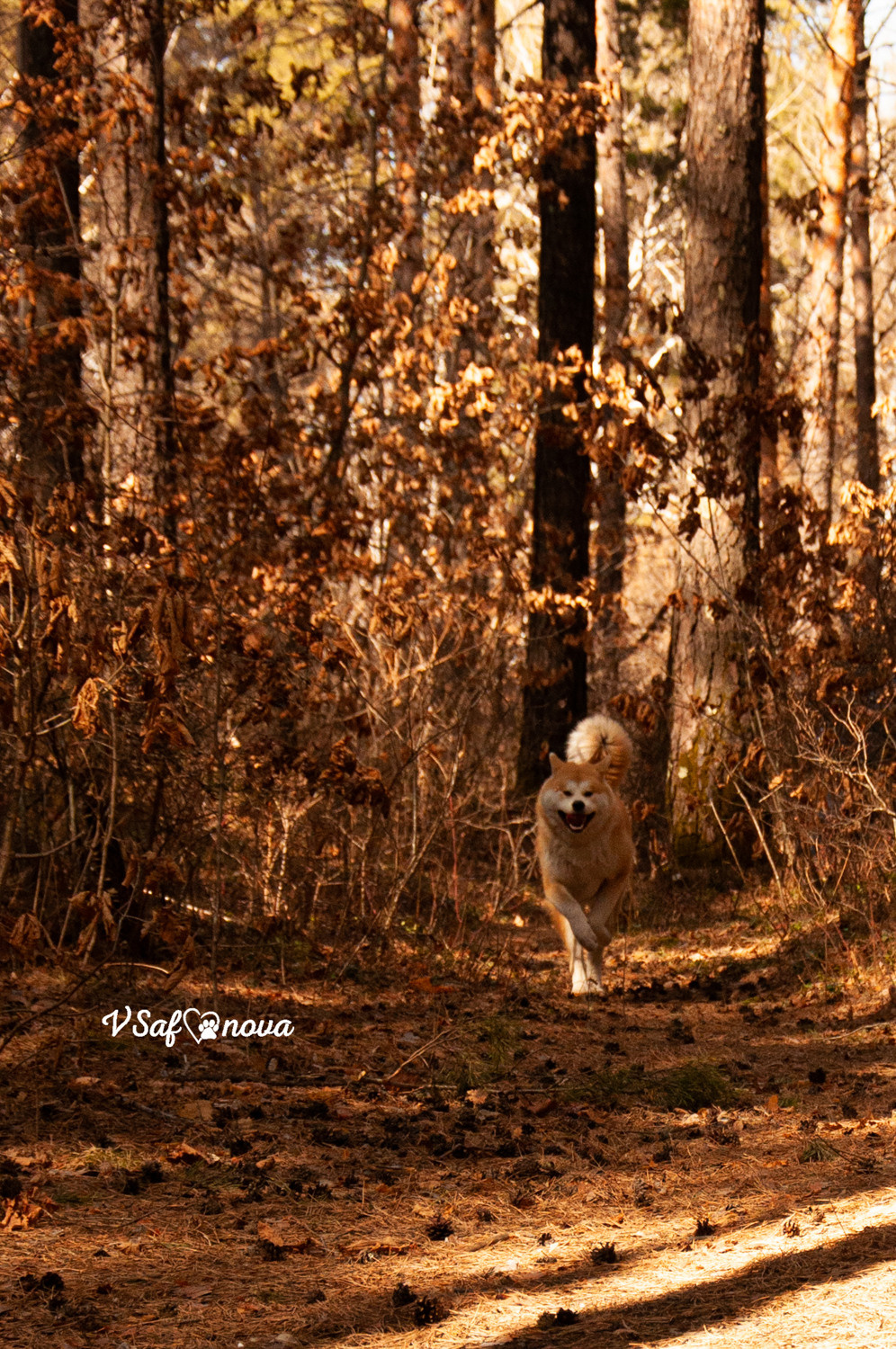 Алена, Кирилл и Фуми 09.04.2021. Фотограф анималист Благовещенск. Сафонова Виктория
