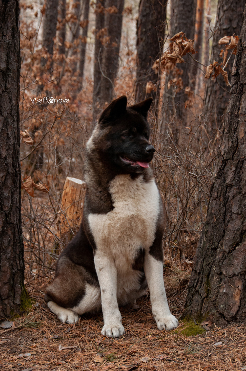Аня и Дора 20.03.2021. Фотограф анималист Благовещенск. Сафонова Виктория