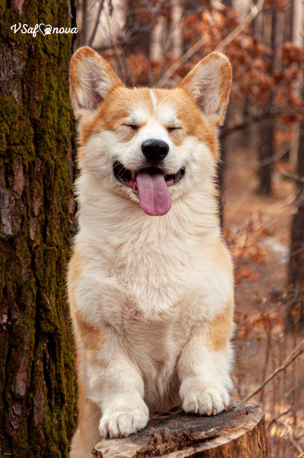 Локки и его команда 04.04.2021. Фотограф анималист Благовещенск. Сафонова Виктория