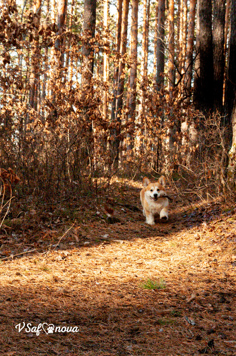 Локки и его команда 04.04.2021. Фотограф анималист Благовещенск. Сафонова Виктория