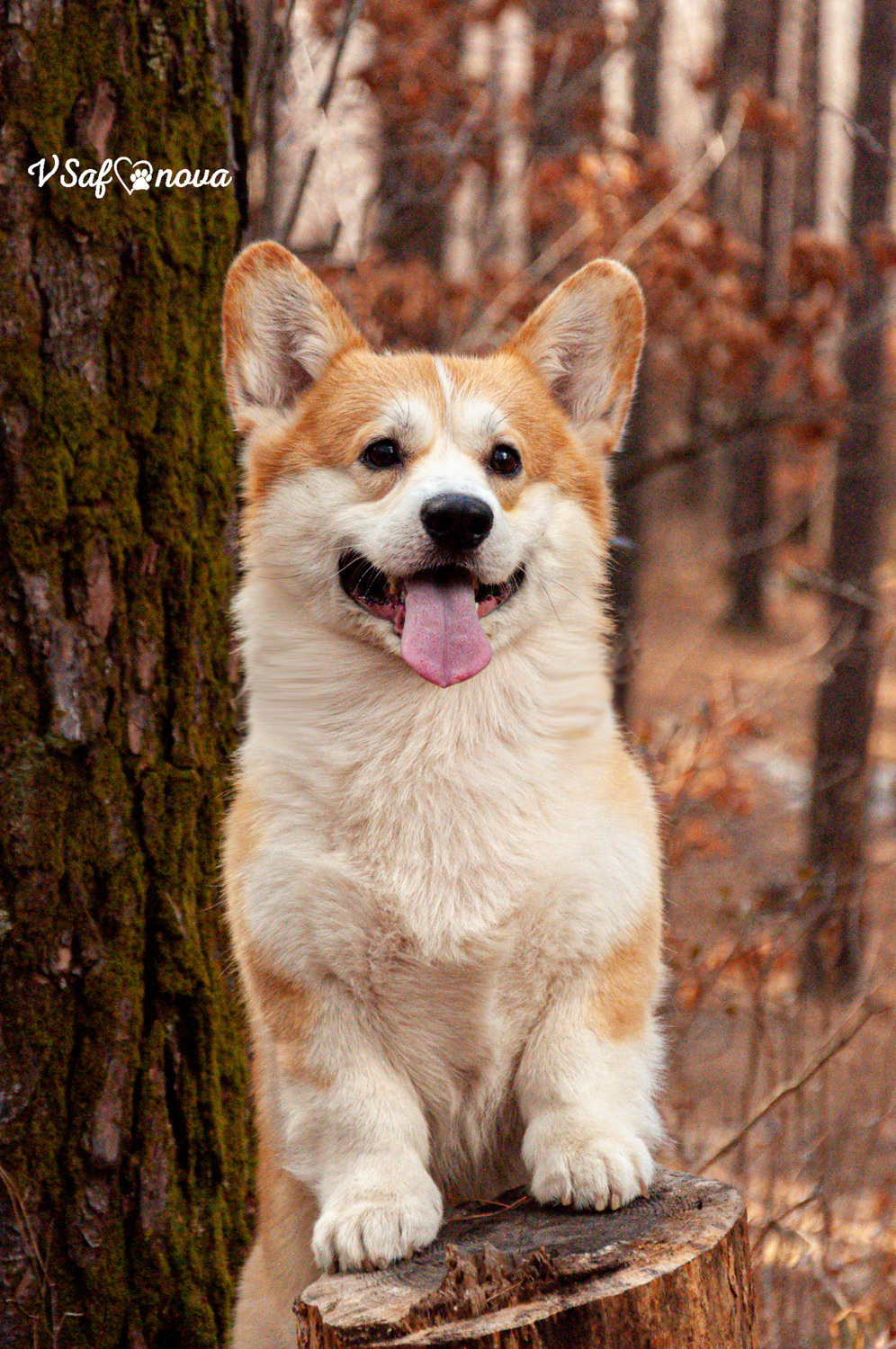 Локки и его команда 04.04.2021. Фотограф анималист Благовещенск. Сафонова Виктория