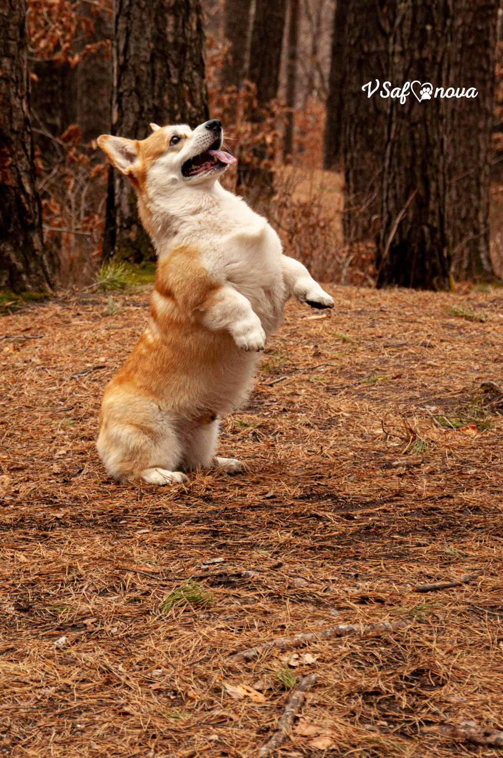 Локки и его команда 04.04.2021. Фотограф анималист Благовещенск. Сафонова Виктория