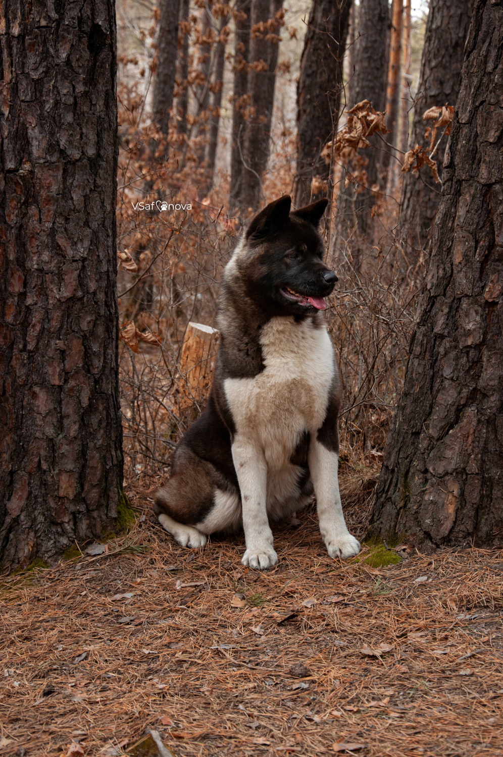 Аня и Дора 20.03.2021. Фотограф анималист Благовещенск. Сафонова Виктория