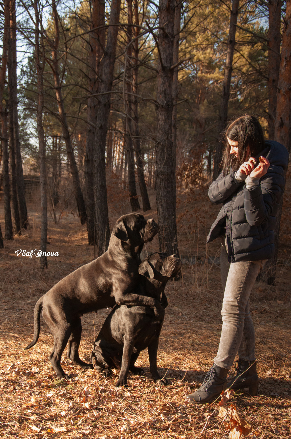Таня, Прада и Тори 09.04.2021. Фотограф анималист Благовещенск. Сафонова Виктория