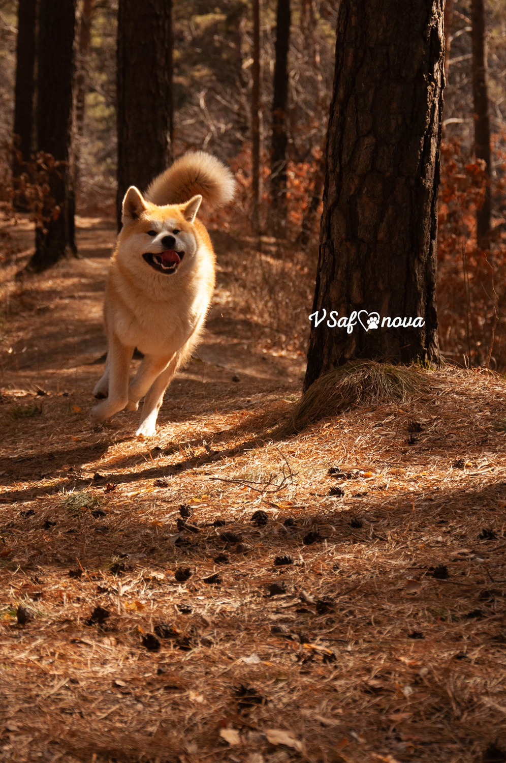Алена, Кирилл и Фуми 09.04.2021. Фотограф анималист Благовещенск. Сафонова Виктория