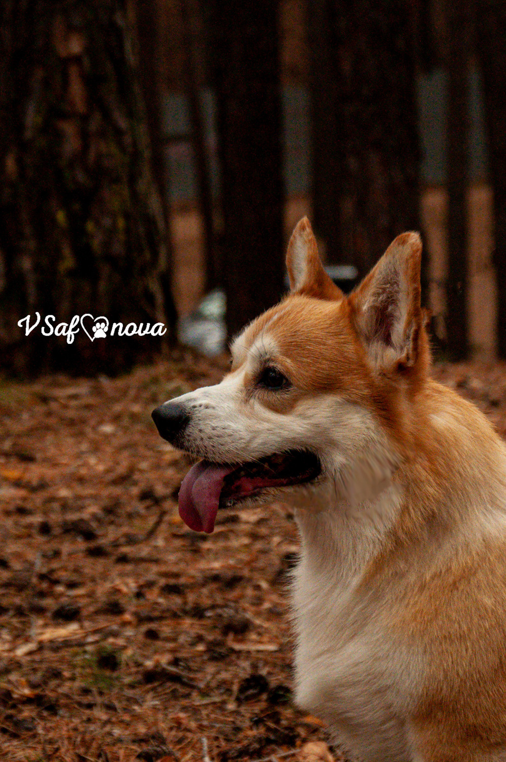 Локки и его команда 04.04.2021. Фотограф анималист Благовещенск. Сафонова Виктория