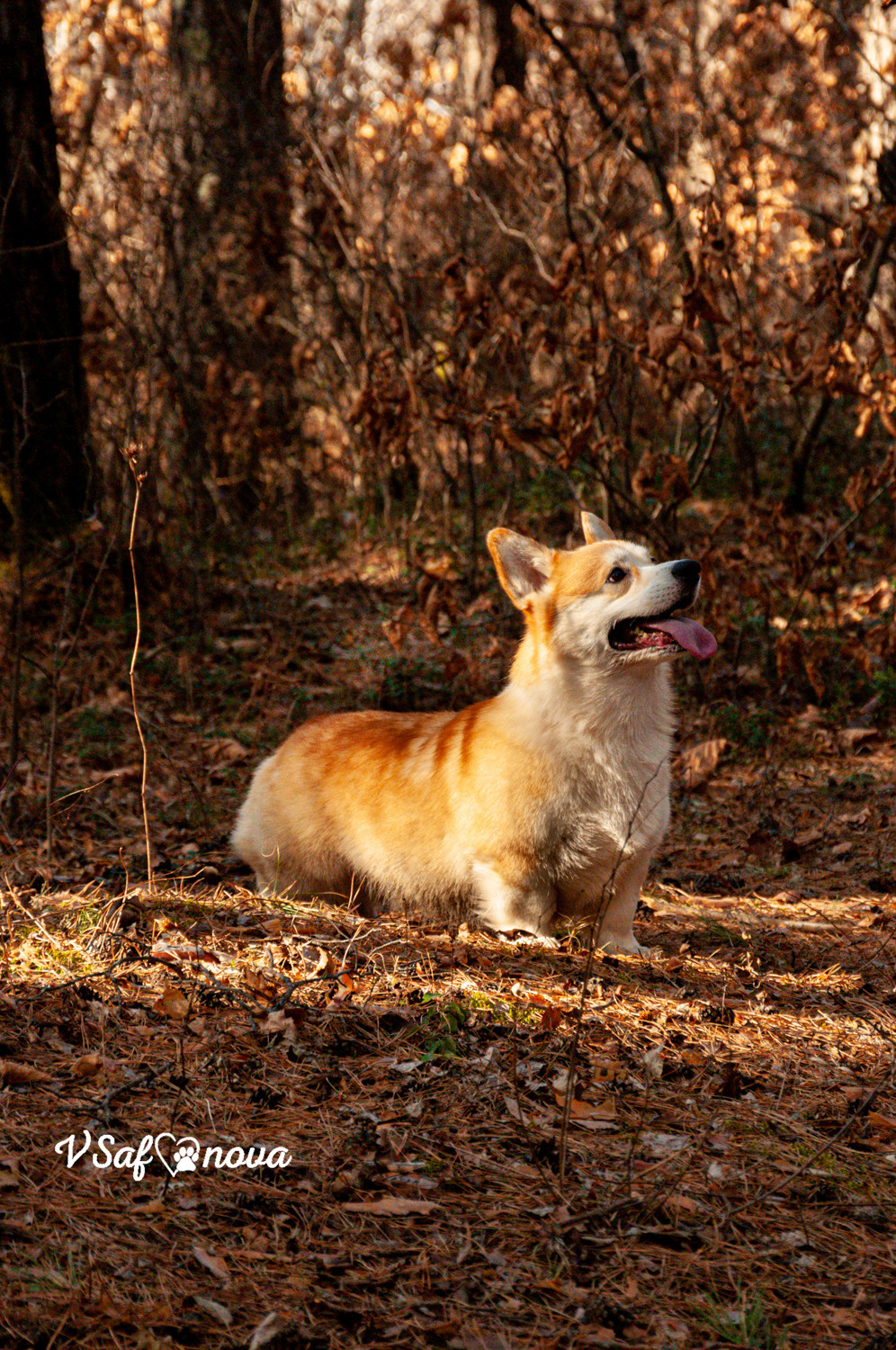 Локки и его команда 04.04.2021. Фотограф анималист Благовещенск. Сафонова Виктория