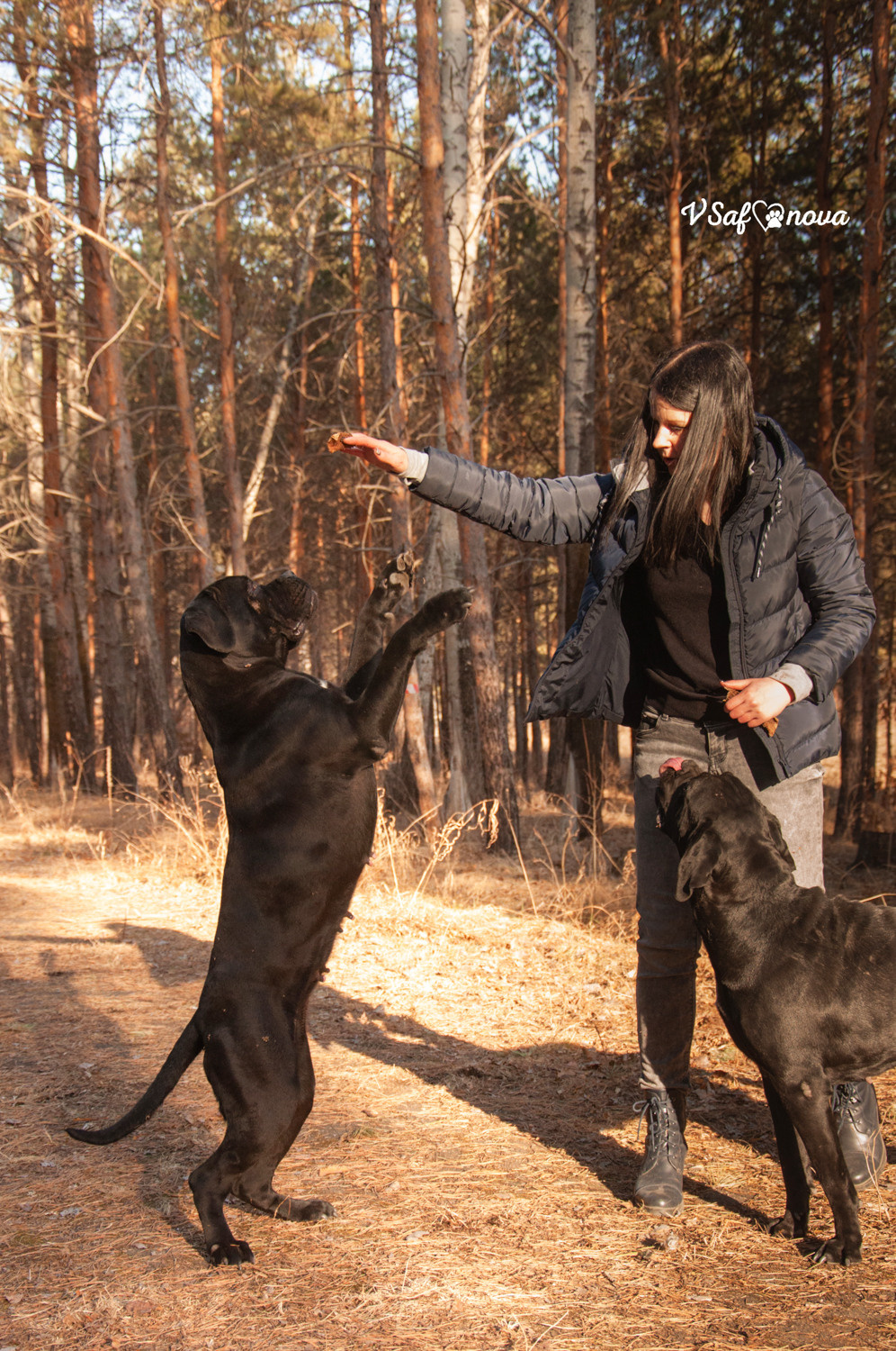 Таня, Прада и Тори 09.04.2021. Фотограф анималист Благовещенск. Сафонова Виктория