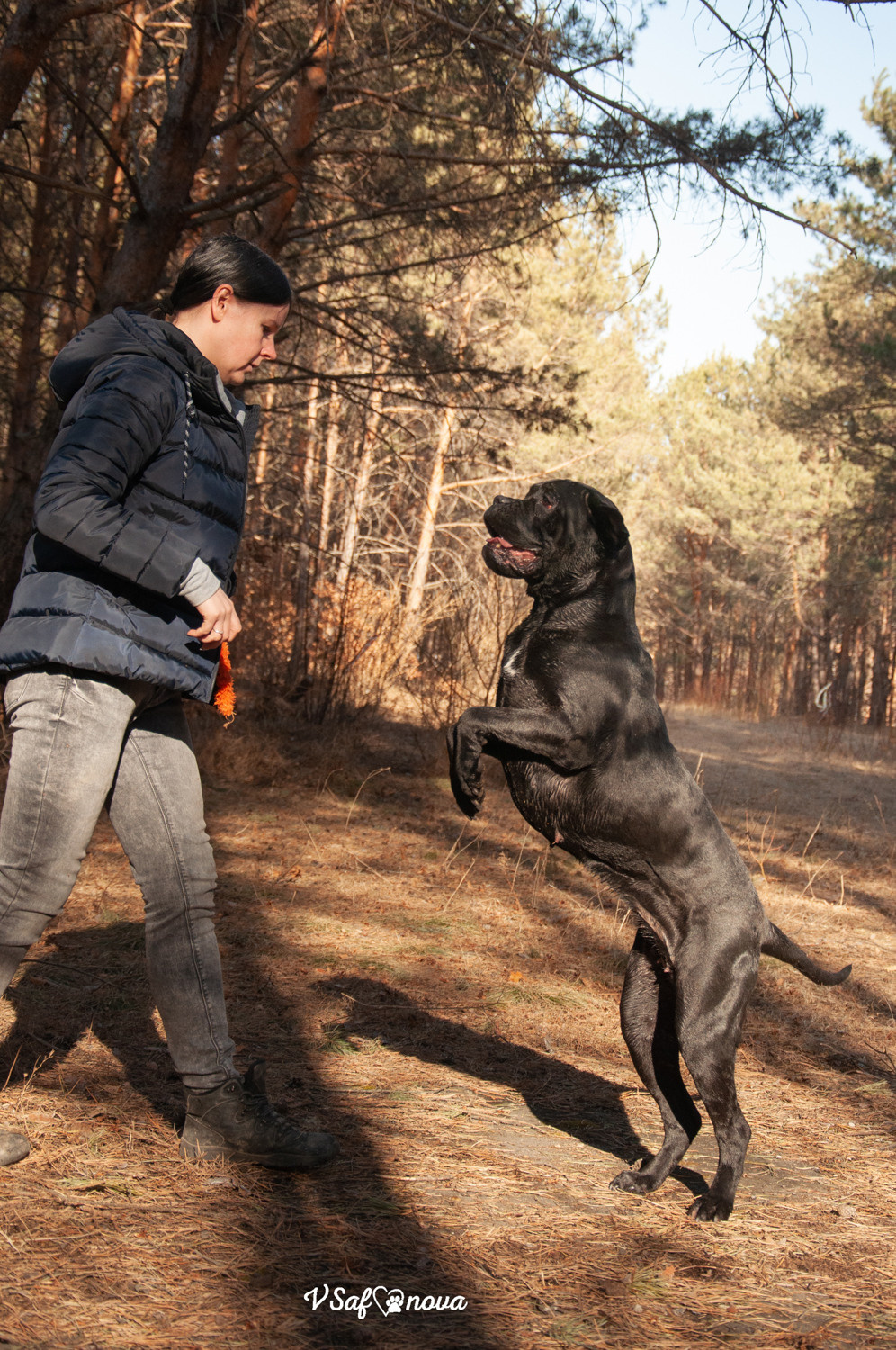Таня, Прада и Тори 09.04.2021. Фотограф анималист Благовещенск. Сафонова Виктория