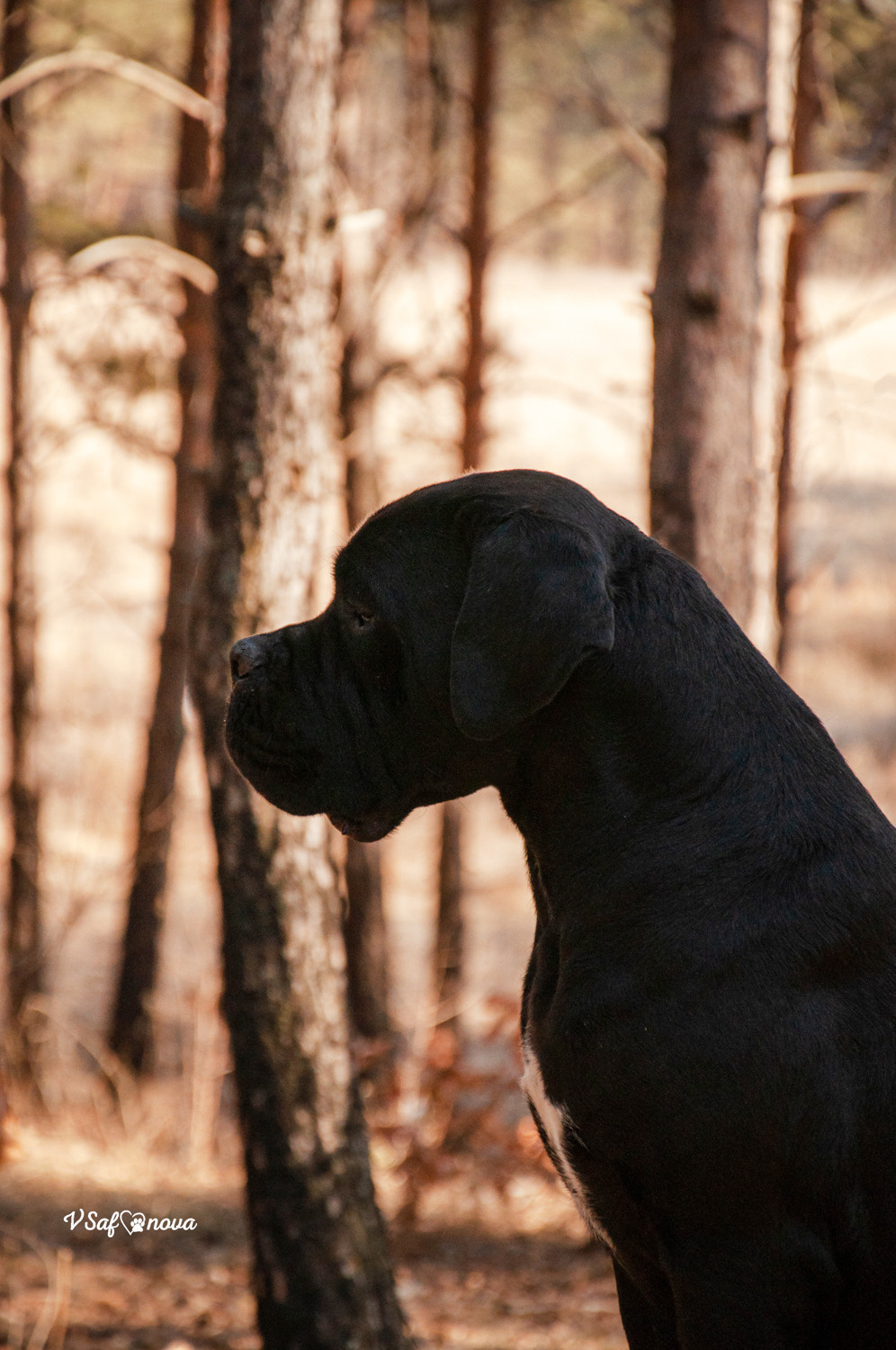 Таня, Прада и Тори 09.04.2021. Фотограф анималист Благовещенск. Сафонова Виктория