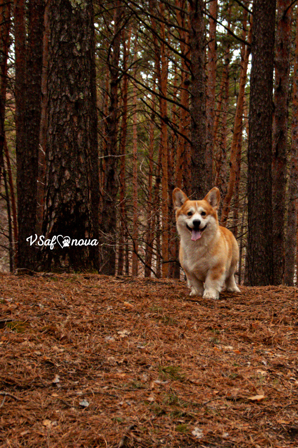 Локки и его команда 04.04.2021. Фотограф анималист Благовещенск. Сафонова Виктория