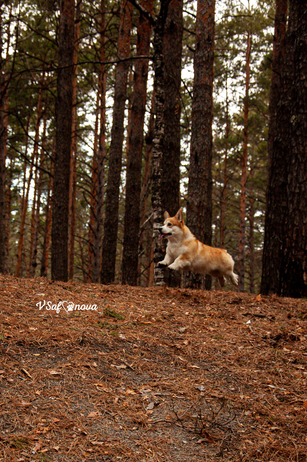 Локки и его команда 04.04.2021. Фотограф анималист Благовещенск. Сафонова Виктория
