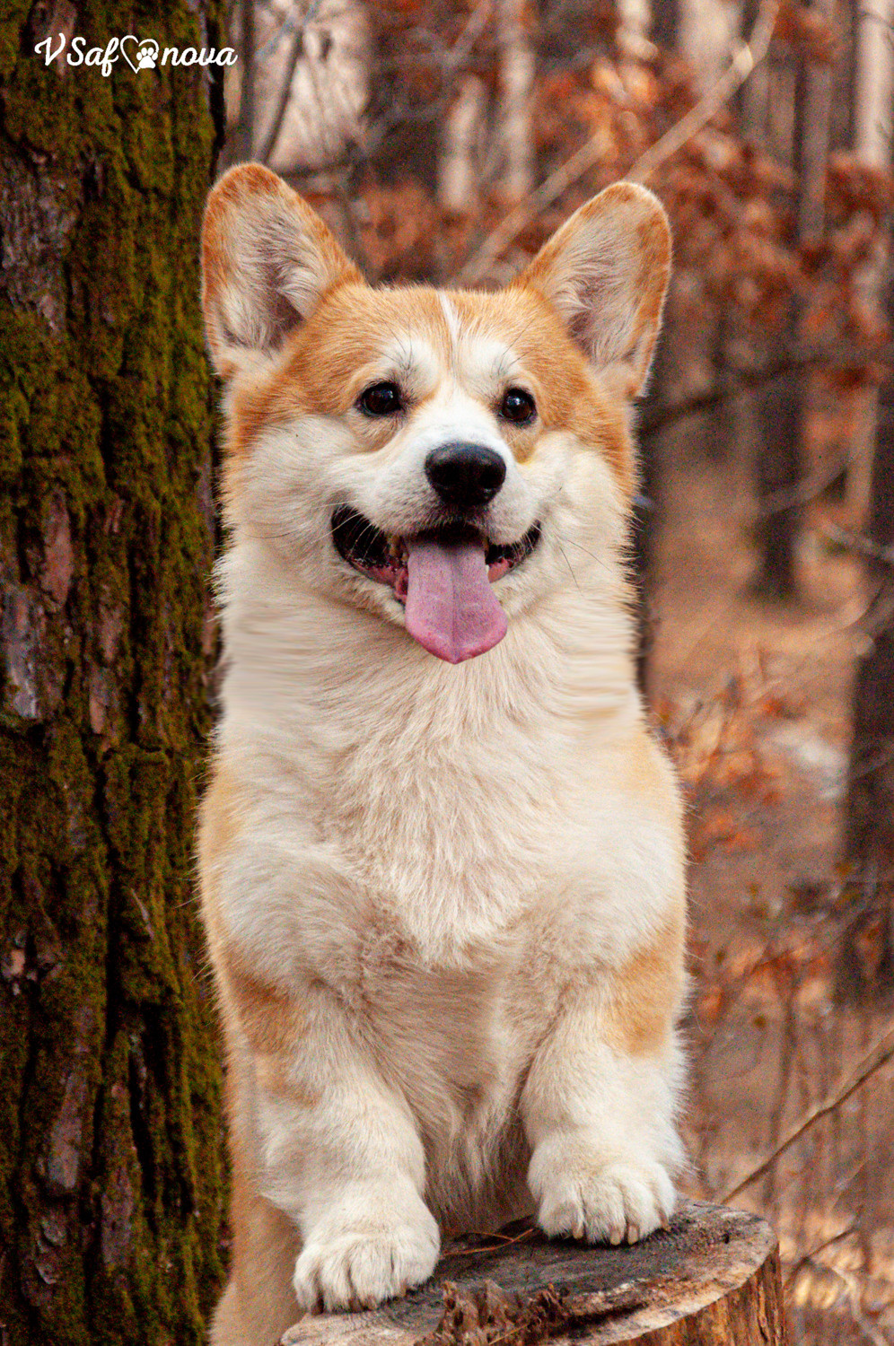 Локки и его команда 04.04.2021. Фотограф анималист Благовещенск. Сафонова Виктория